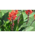 Canna indica