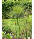 Cyperus spp.