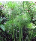 Cyperus spp.