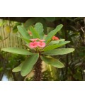 Euphorbia milii