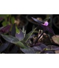 Tradescantia spp.