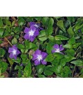 Vinca major