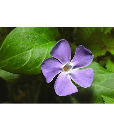 Vinca major