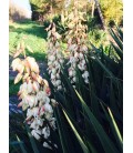 Yucca gloriosa