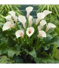 Zantedeschia aethiopica