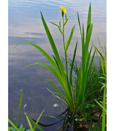 Iris pseudacorus