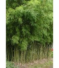 Phyllostachys aurea