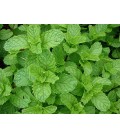 Mentha spicata