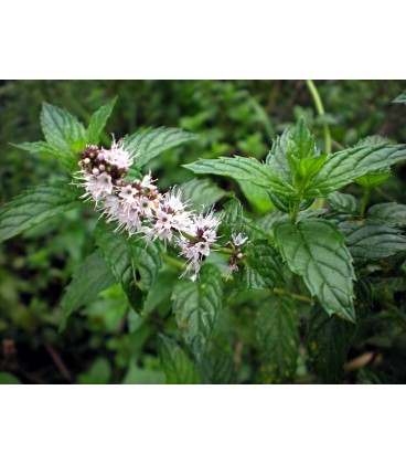 Mentha spicata