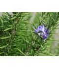 Rosmarinus officinalis