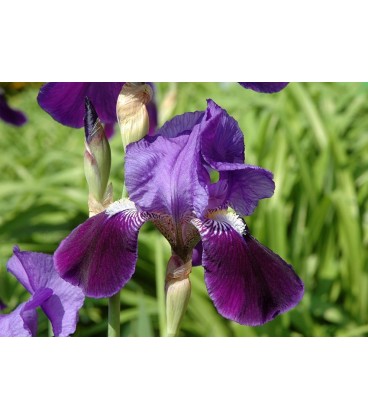 Iris germanica