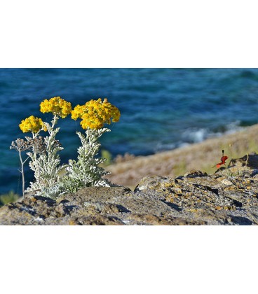 Senecio Maritima