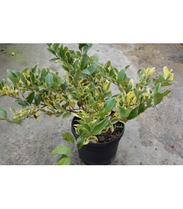 Ligustrum aureomarginatum