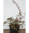 Cotoneastro orizzontale