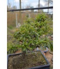 Crataegus pyracantha (bonsai)