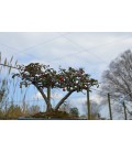 Cotoneastro orizzontale (bonsai)