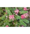 Grevillea tamboritha