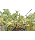 Ligustrum aureomarginatum