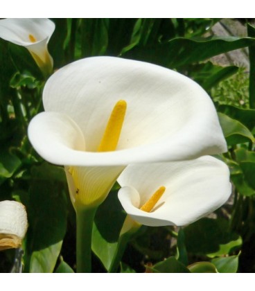 Zantedeschia aethiopica