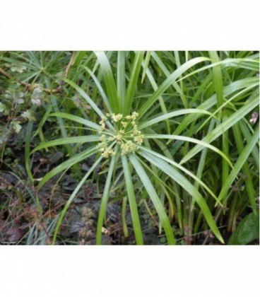 Cyperus spp.