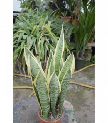 Sanseveria