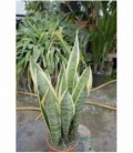 Sanseveria