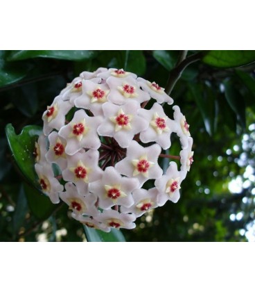 Hoya carnosa