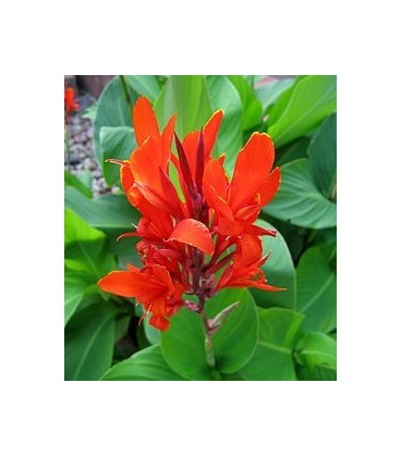 Canna indica