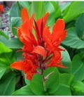 Canna indica