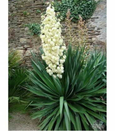 Yucca gloriosa