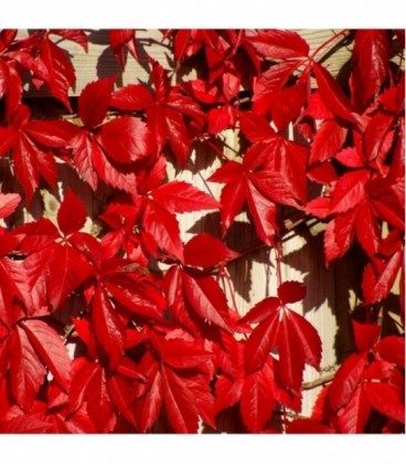 Parthenocissus quinquefolia